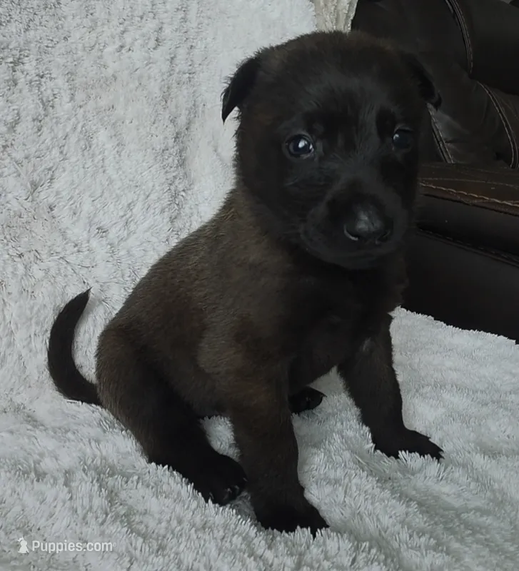 Tan – Belgian Malinois, Dutch Shepherd puppy for sale in West Palm Beach, FL