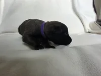 Purple, a male Belgian Malinois and Dutch Shepherd for sale in Knoxville, TN – 9 of 9