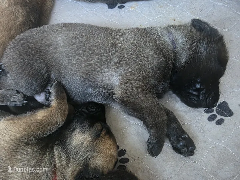Purple – Belgian Malinois, Dutch Shepherd puppy for sale in West Palm Beach, FL