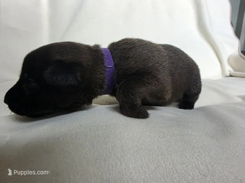 Purple – Belgian Malinois, Dutch Shepherd puppy for sale in West Palm Beach, FL