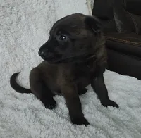 Tan, a male Belgian Malinois and Dutch Shepherd for sale in Knoxville, TN – 2 of 10