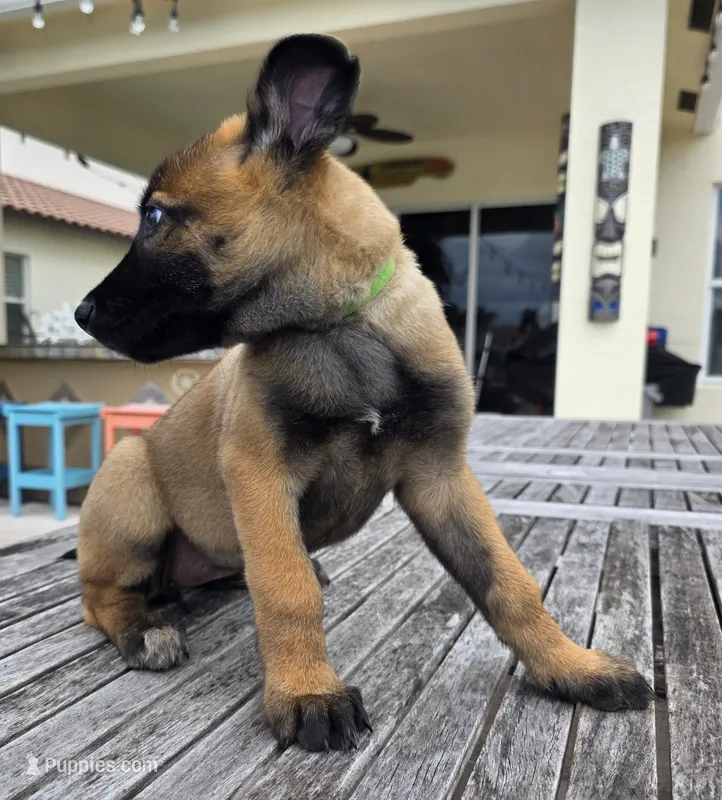 Remi - Light Green – Belgian Malinois, Dutch Shepherd puppy for sale in Lake Worth, FL