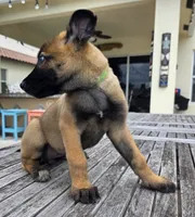 Remi - Light Green, a female Belgian Malinois and Dutch Shepherd for sale in Lake Worth, FL – 1 of 9
