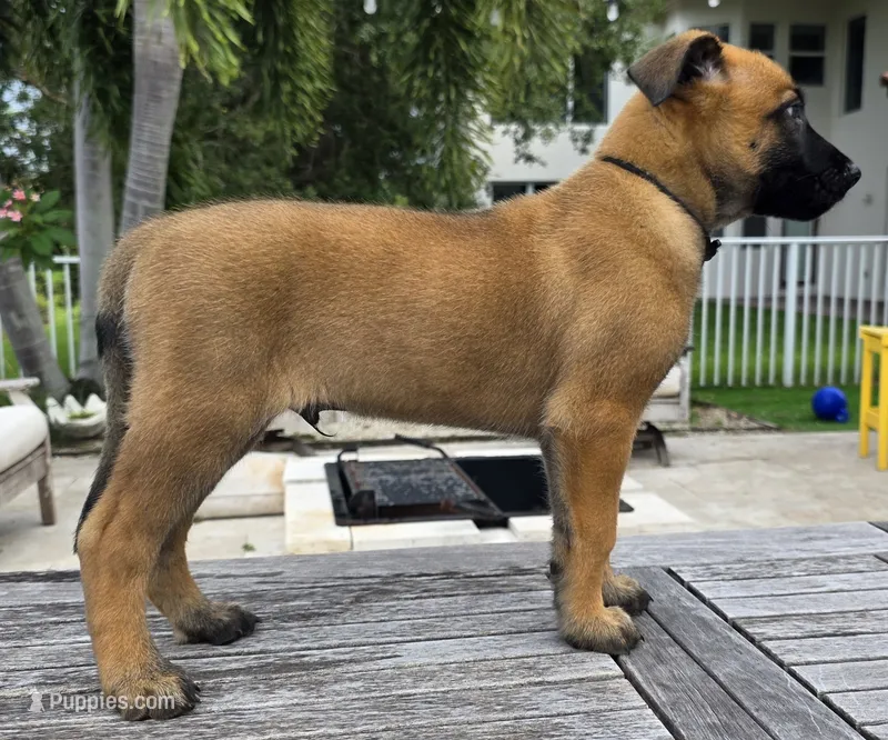 Black – Belgian Malinois, Dutch Shepherd puppy for sale in Lake Worth, FL