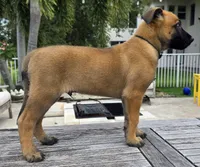 Smith - Black, a male Belgian Malinois and Dutch Shepherd for sale in Lake Worth, FL – 1 of 10