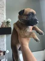 Ruger, a male Belgian Malinois and Dutch Shepherd for sale in Knoxville, TN – 2 of 9