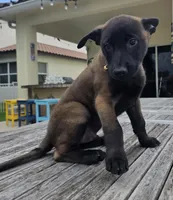 Sig - Tan, a male Belgian Malinois and Dutch Shepherd for sale in Lake Worth, FL – 3 of 10