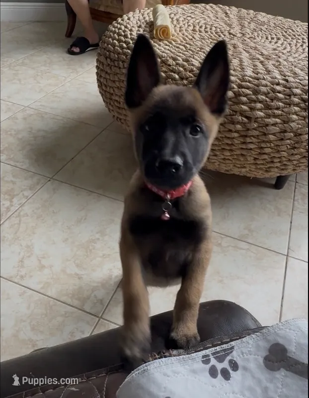 Tika - Pink – Belgian Malinois, Dutch Shepherd puppy for sale in Lake Worth, FL