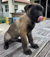 Uzi - Purple, a male Belgian Malinois and Dutch Shepherd for sale in Lake Worth, FL – 2 of 8