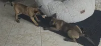Remi - Light Green, a female Belgian Malinois and Dutch Shepherd for sale in Lake Worth, FL – 2 of 9