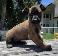 Remi - Light Green, a female Belgian Malinois and Dutch Shepherd for sale in Lake Worth, FL – 4 of 9