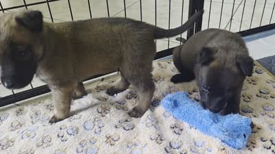 Red, a male Belgian Malinois and Dutch Shepherd for sale in Knoxville, TN – 9 of 9
