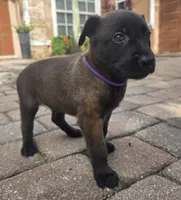 Ruger, a male Belgian Malinois and Dutch Shepherd for sale in Knoxville, TN – 3 of 9