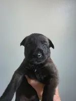 Gray, a male Belgian Malinois and Dutch Shepherd for sale in Knoxville, TN – 5 of 10