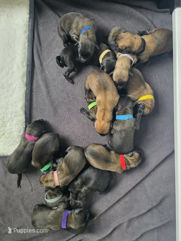 Yellow – Belgian Malinois, Dutch Shepherd puppy for sale in West Palm Beach, FL