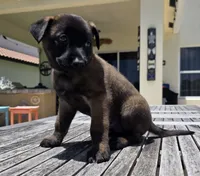Light Purple, a male Belgian Malinois and Dutch Shepherd for sale in Lake Worth, FL – 1 of 10