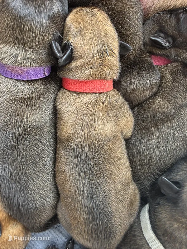 Red – Belgian Malinois, Dutch Shepherd puppy for sale in West Palm Beach, FL