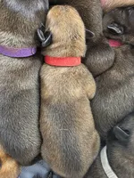 Red, a male Belgian Malinois and Dutch Shepherd for sale in Knoxville, TN – 5 of 9