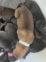 Aqua, a female Belgian Malinois and Dutch Shepherd for sale in Knoxville, TN – 6 of 9