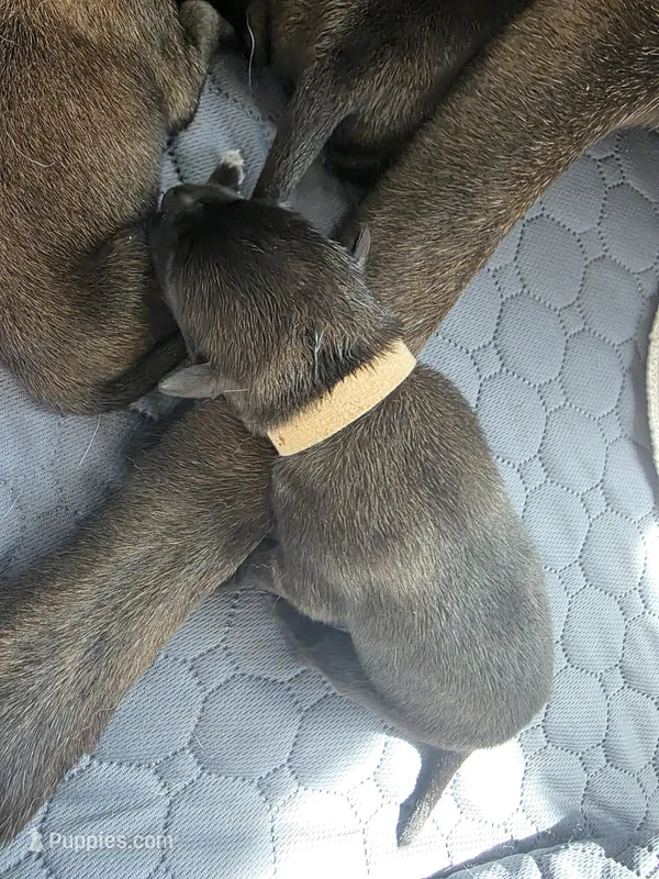 Tan, a male Belgian Malinois and Dutch Shepherd for sale in West Palm Beach, FL – 1 of 5
