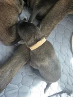 Tan, a male Belgian Malinois and Dutch Shepherd for sale in West Palm Beach, FL – 1 of 5