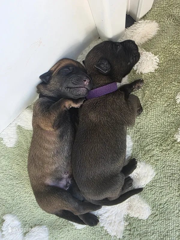 Purple – Belgian Malinois, Dutch Shepherd puppy for sale in West Palm Beach, FL
