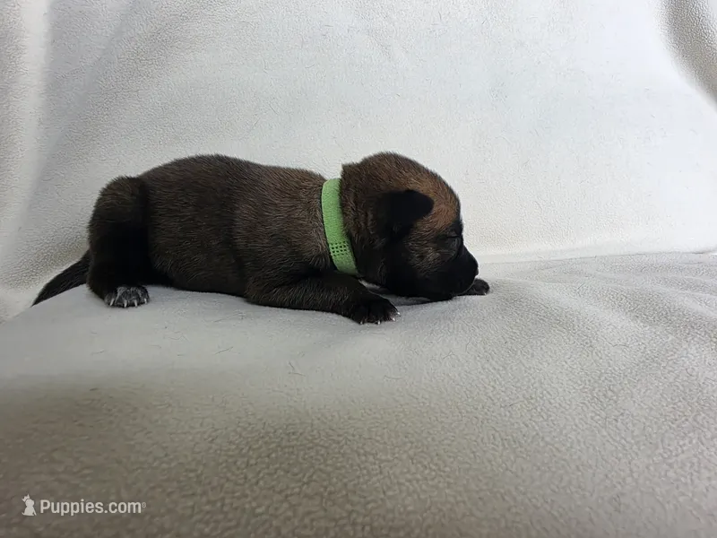 Light Green – Belgian Malinois, Dutch Shepherd puppy for sale in West Palm Beach, FL