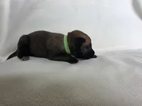 Light Green, a female Belgian Malinois and Dutch Shepherd for sale in Knoxville, TN – 5 of 8