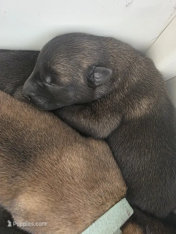 Lime – Belgian Malinois, Dutch Shepherd puppy for sale in West Palm Beach, FL