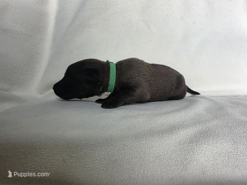 Green – Belgian Malinois, Dutch Shepherd puppy for sale in West Palm Beach, FL
