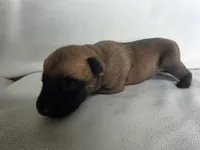 Black, a male Belgian Malinois and Dutch Shepherd for sale in Knoxville, TN – 6 of 9