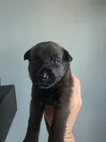 Lime, a female Belgian Malinois and Dutch Shepherd for sale in Knoxville, TN – 2 of 10