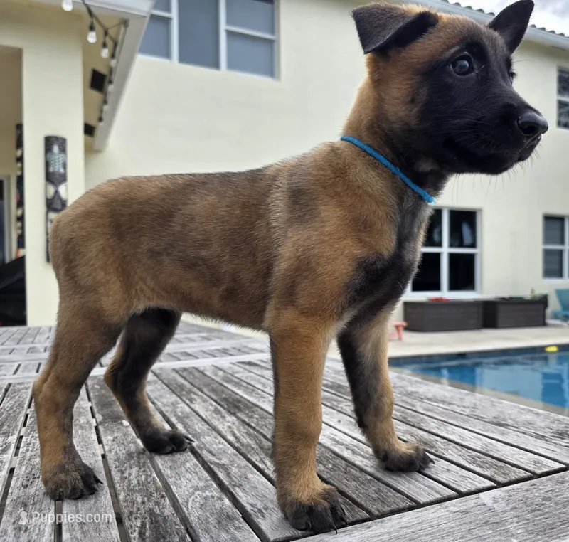 Light Blue – Belgian Malinois, Dutch Shepherd puppy for sale in Lake Worth, FL