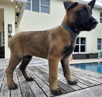 Beretta - Light Blue, a female Belgian Malinois and Dutch Shepherd for sale in Lake Worth, FL – 1 of 10