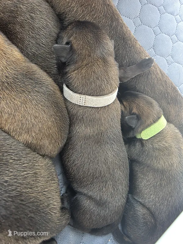 Gray – Belgian Malinois, Dutch Shepherd puppy for sale in West Palm Beach, FL