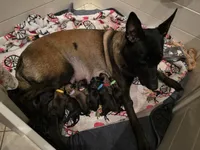 Lime, a female Belgian Malinois and Dutch Shepherd for sale in West Palm Beach, FL – 1 of 4