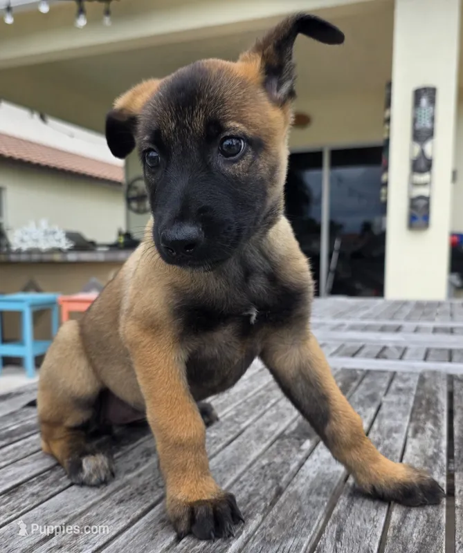 Light Green – Belgian Malinois, Dutch Shepherd puppy for sale in Lake Worth, FL