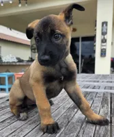 Remi - Light Green, a female Belgian Malinois and Dutch Shepherd for sale in Lake Worth, FL – 3 of 9