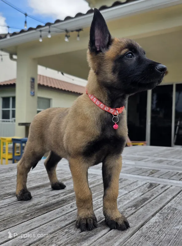 Pink – Belgian Malinois, Dutch Shepherd puppy for sale in Lake Worth, FL