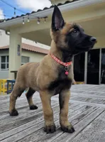 Tika - Pink, a female Belgian Malinois and Dutch Shepherd for sale in Lake Worth, FL – 2 of 10