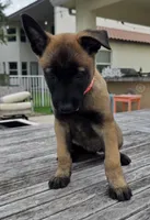 Tika - Pink, a female Belgian Malinois and Dutch Shepherd for sale in Lake Worth, FL – 4 of 10