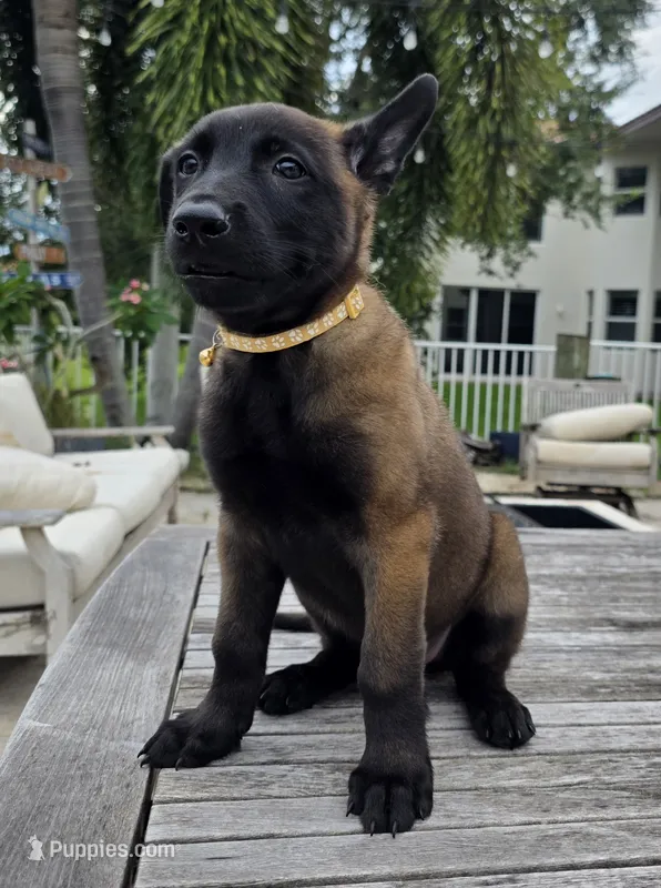 Tan – Belgian Malinois, Dutch Shepherd puppy for sale in Lake Worth, FL