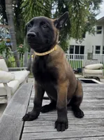 Sig - Tan, a male Belgian Malinois and Dutch Shepherd for sale in Lake Worth, FL – 1 of 10