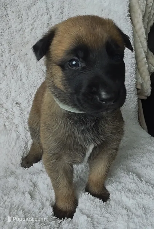Aqua – Belgian Malinois, Dutch Shepherd puppy for sale in West Palm Beach, FL