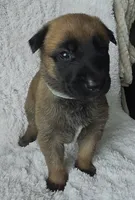 Aqua, a female Belgian Malinois and Dutch Shepherd for sale in Knoxville, TN – 1 of 9