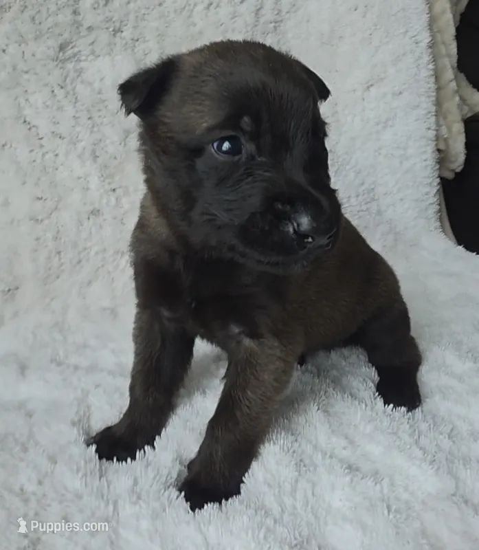 Blue – Belgian Malinois, Dutch Shepherd puppy for sale in West Palm Beach, FL