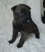 Blue, a male Belgian Malinois and Dutch Shepherd for sale in Knoxville, TN – 1 of 10