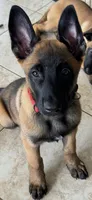 Belgian Malinois , a  Belgian Malinois and Dutch Shepherd for sale in West Palm Beach, FL – 4 of 10