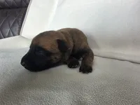 Black, a male Belgian Malinois and Dutch Shepherd for sale in Knoxville, TN – 5 of 9