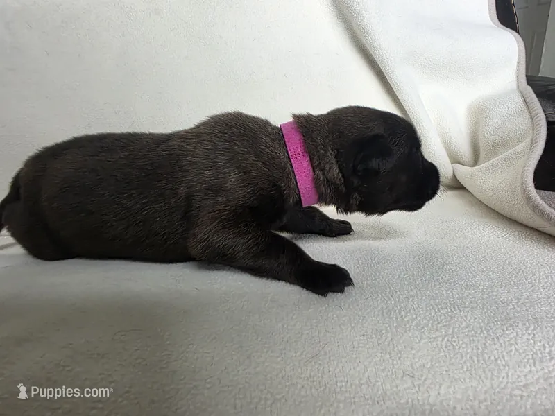 Dark Pink – Belgian Malinois, Dutch Shepherd puppy for sale in West Palm Beach, FL